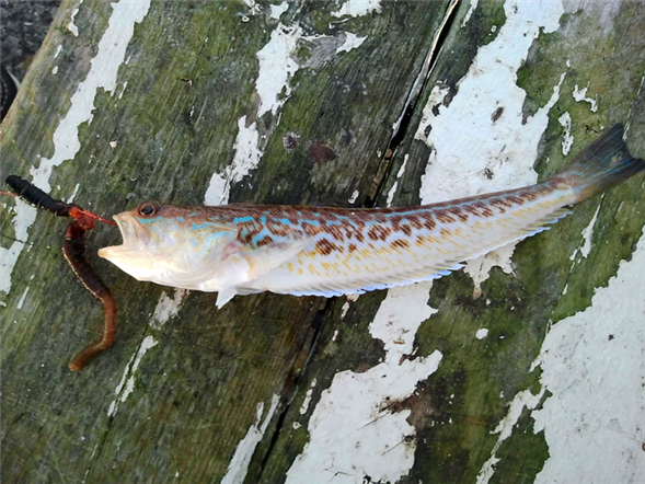 Fisken